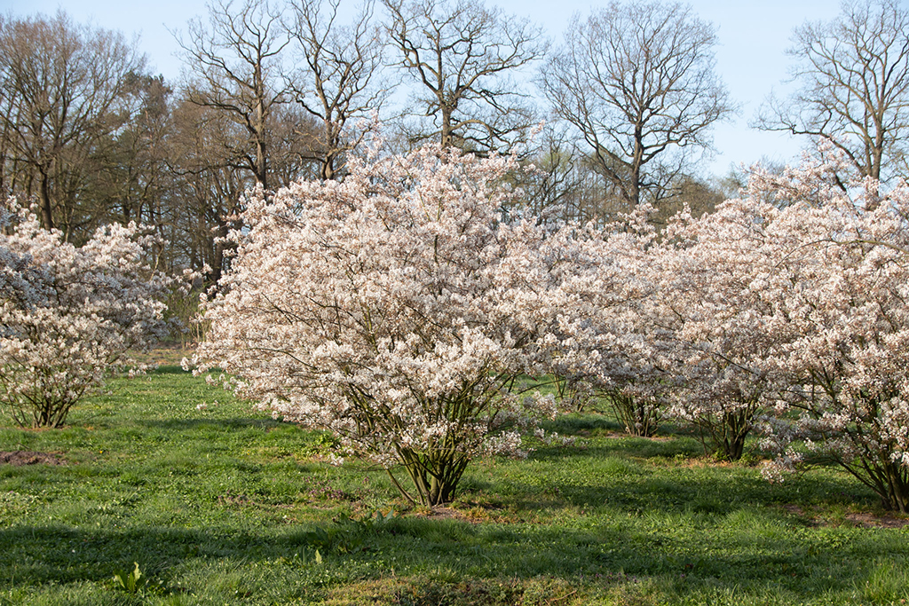 Amelanchier lamarkii_Frühling Eine Blütenpracht von Felsenbirne