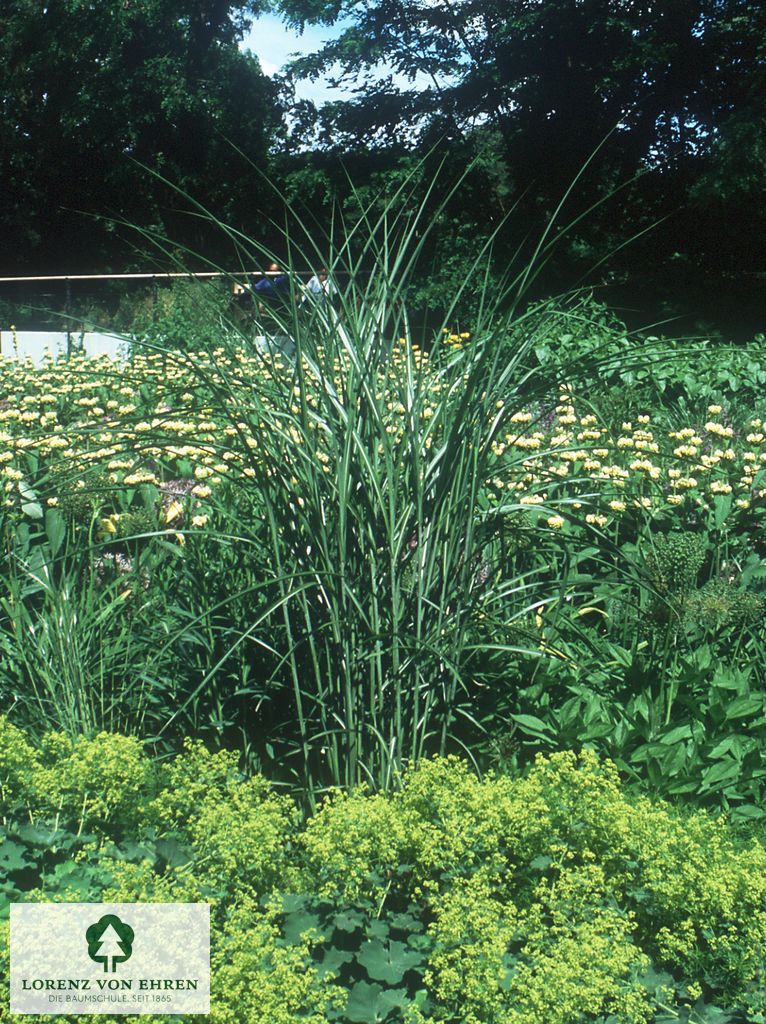 Miscanthus sinensis 'Gracillimus'