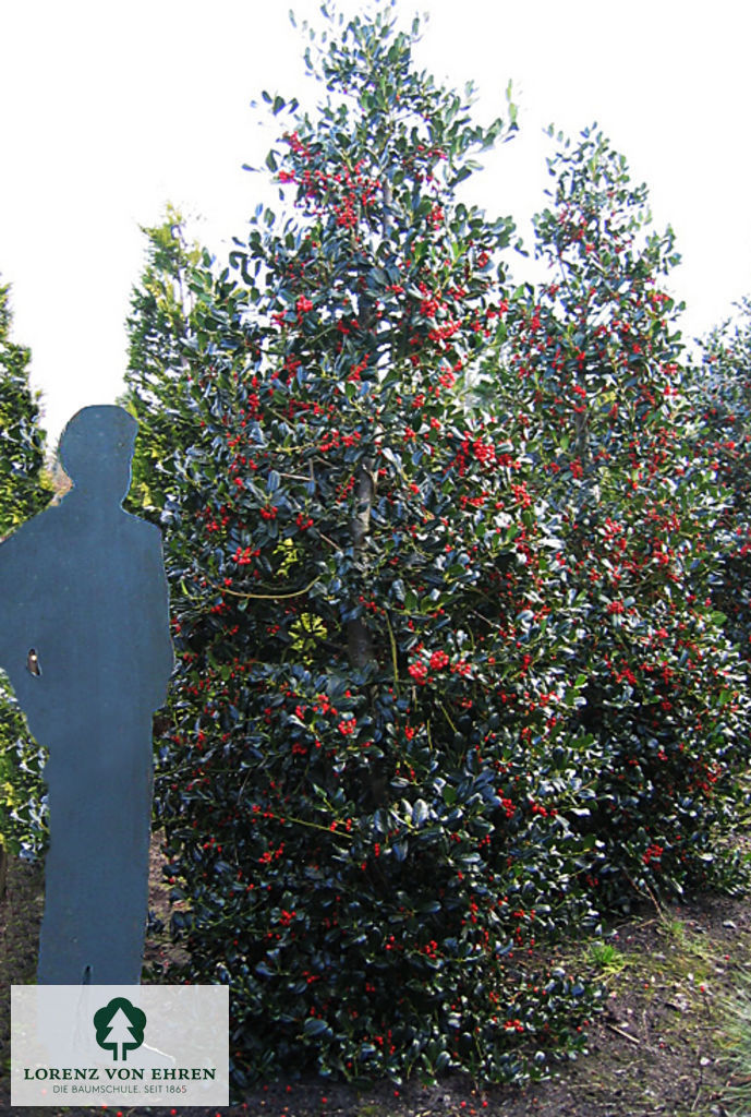 Ilex aquifolium 'J.C. van Tol'