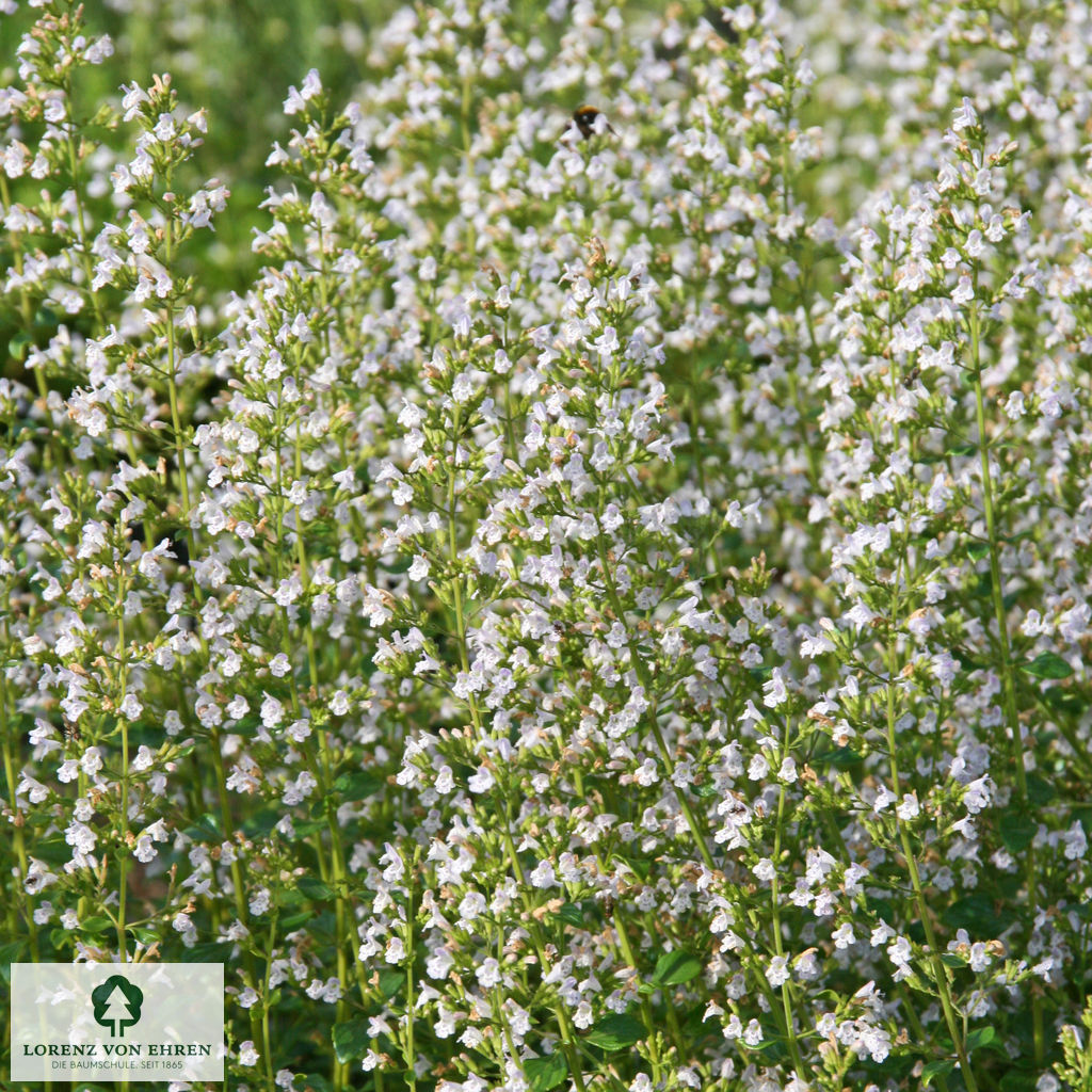 Calamintha nepeta nepeta