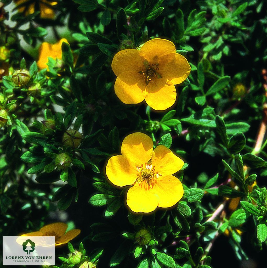Potentilla fruticosa 'Sommerflor'