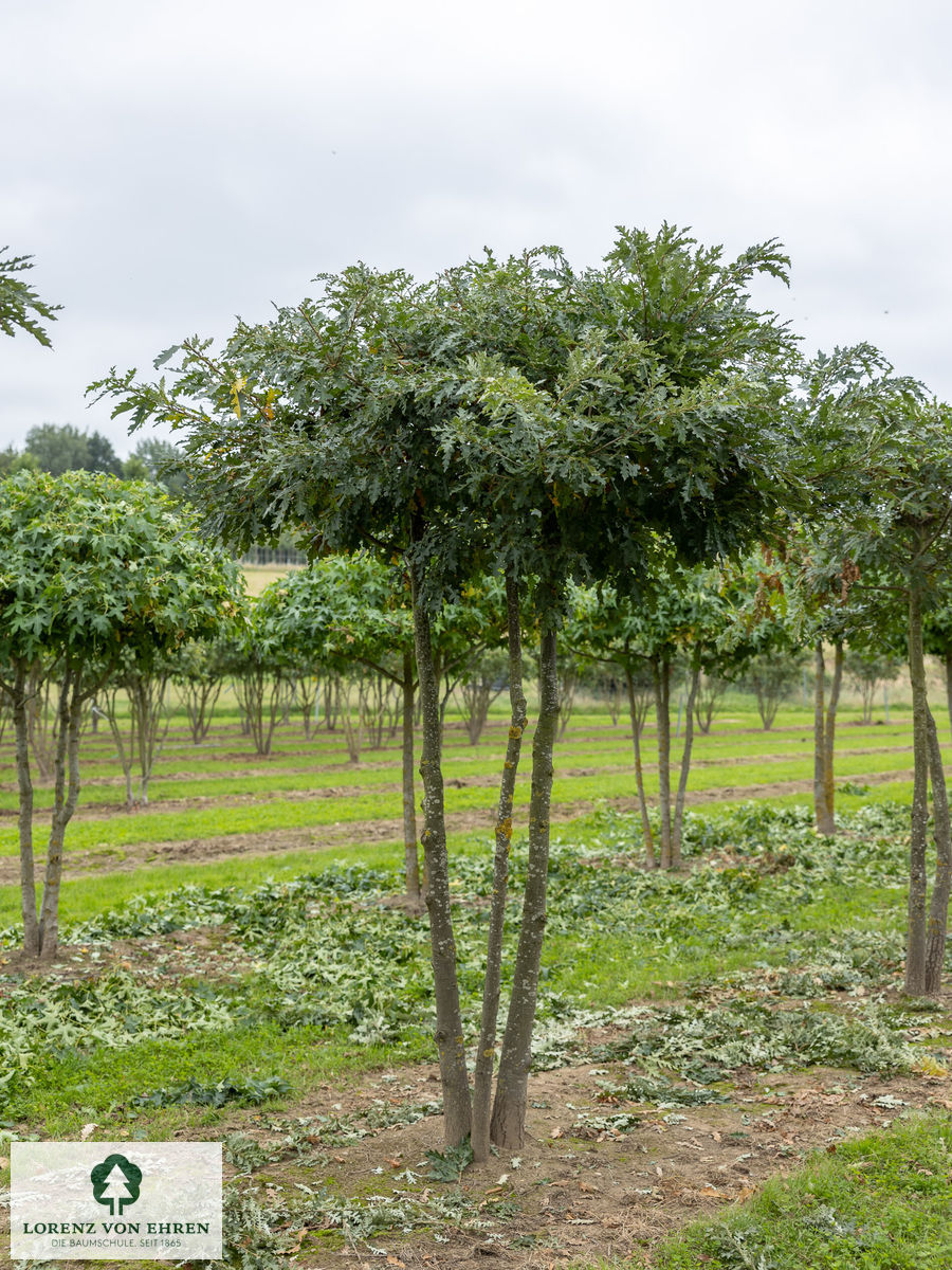 Quercus cerris