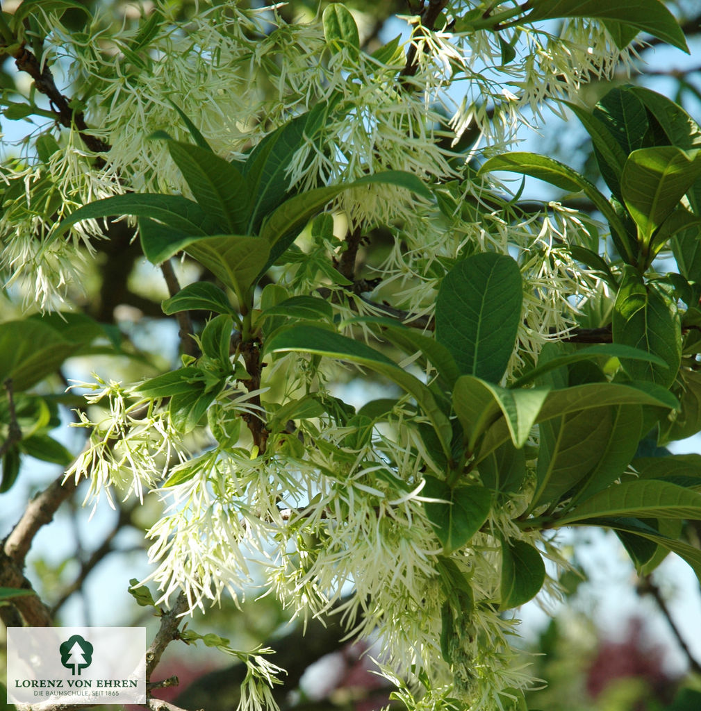 Chionanthus virginicus