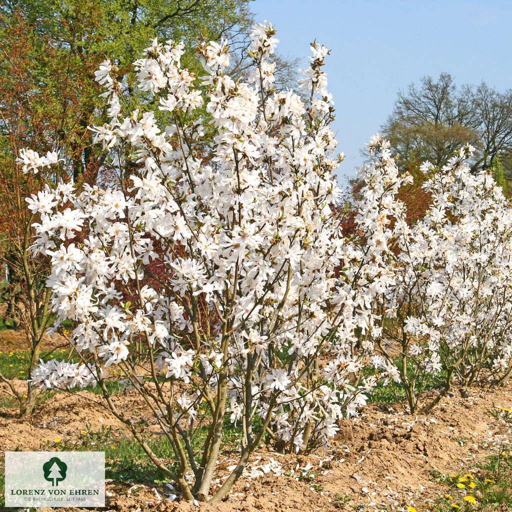 Magnolia stellata