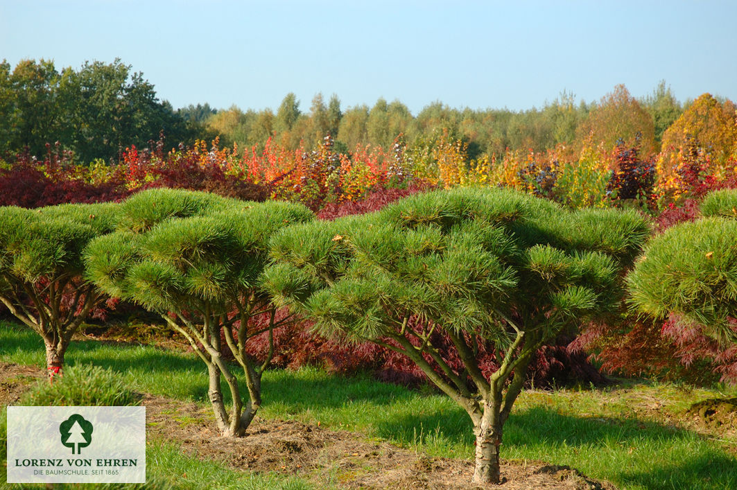 Pinus densiflora 'Umbraculifera'