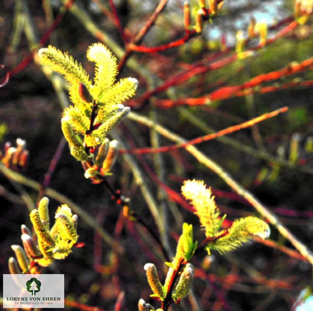 Salix sachalinensis 'Sekka'