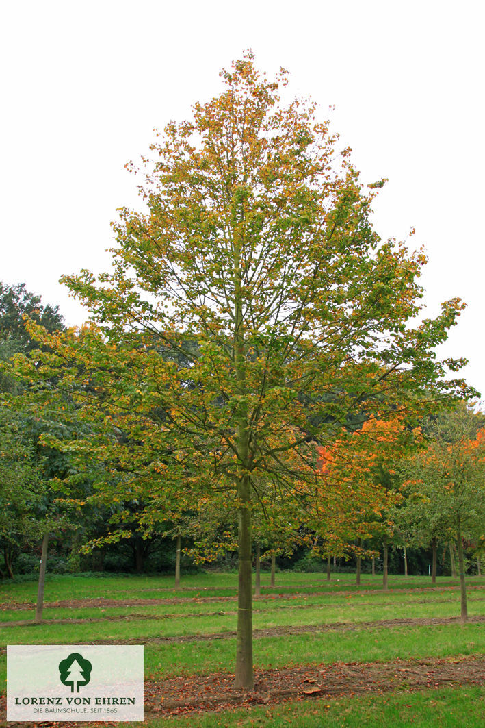 Tilia cordata 'Rancho'