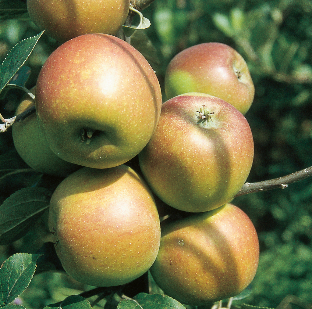 Die Frucht des Apfels Malus domestica Goldparmäne
