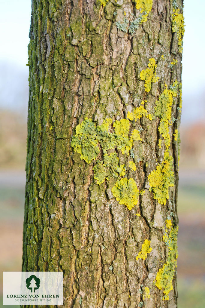 Fraxinus americana microcarpa