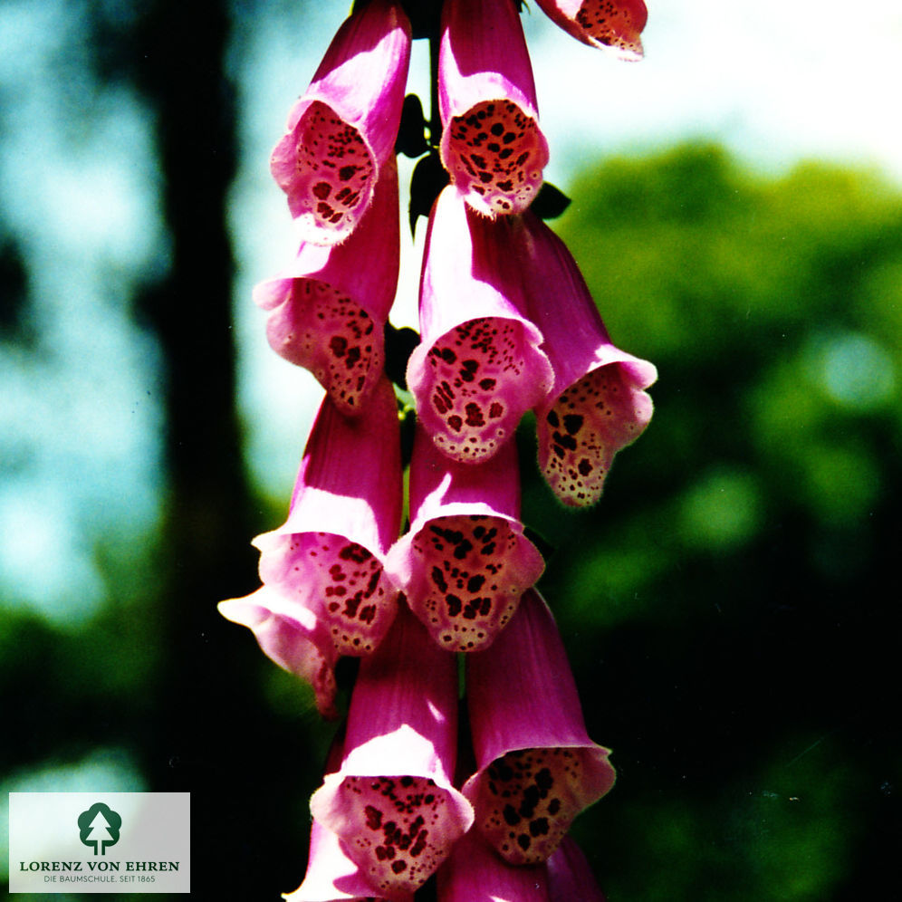 Digitalis purpurea 'Gloxiniiflora'