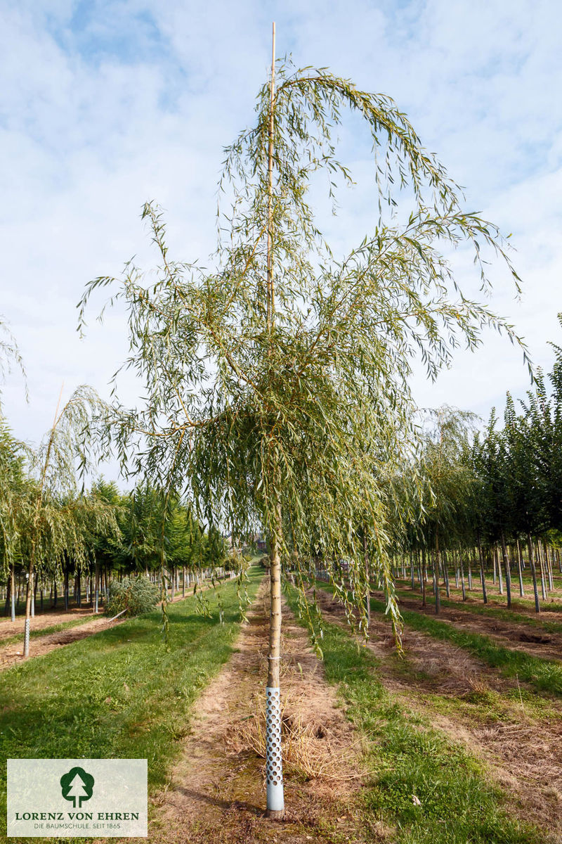 Salix alba 'Tristis'