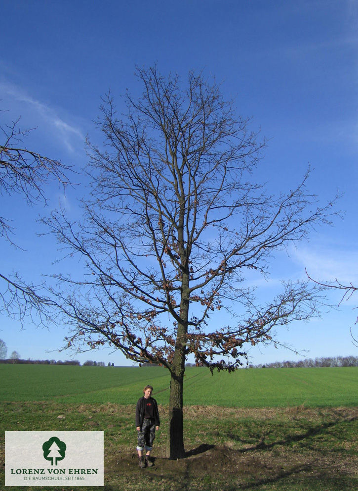 Quercus cerris