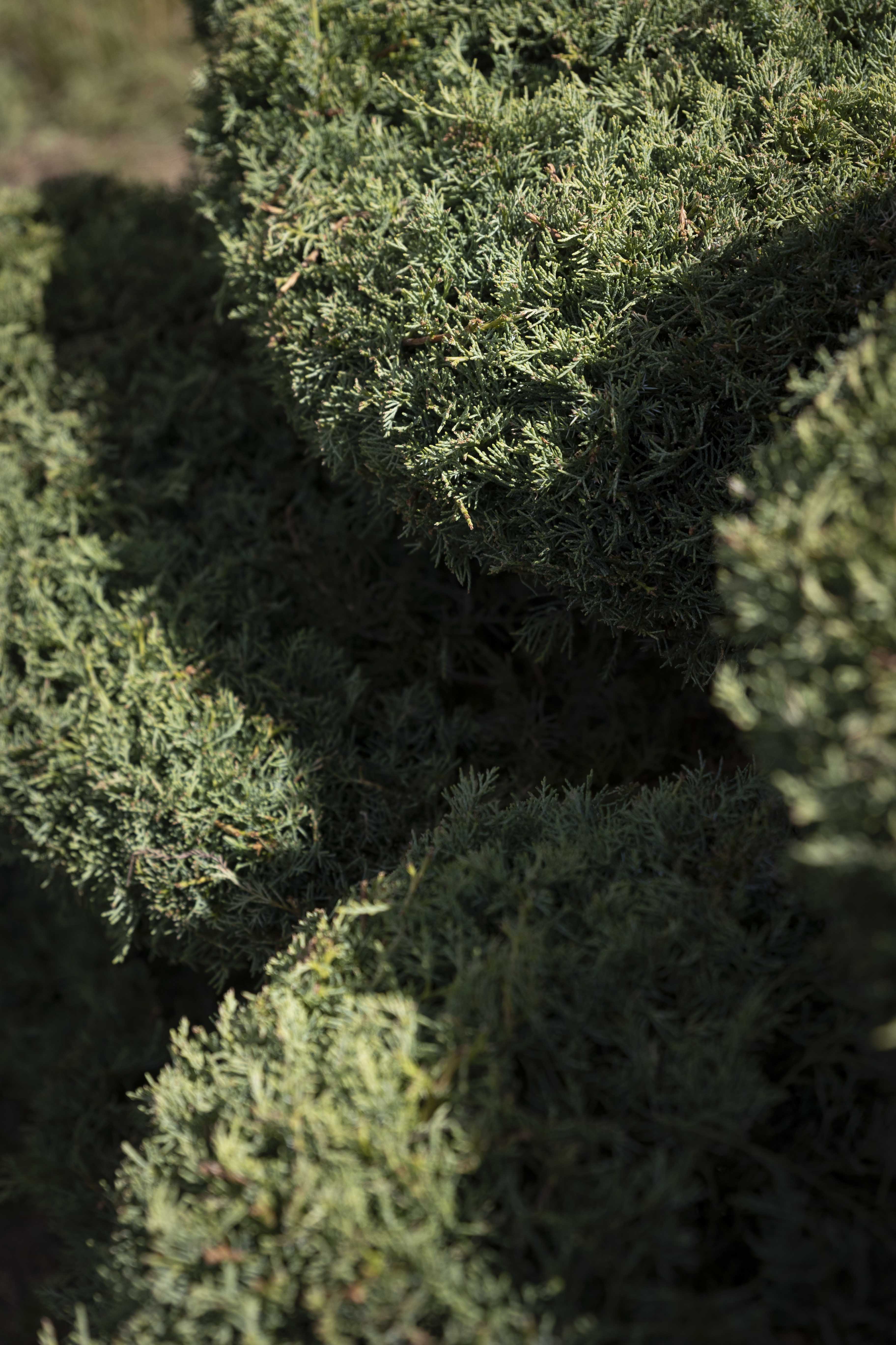 Juniperus media 'Pfitzeriana Glauca' Bonsai