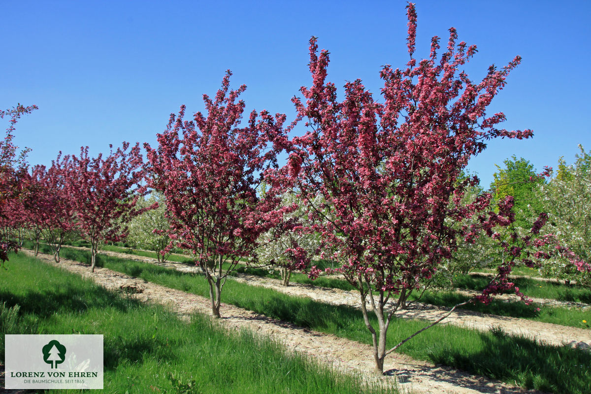 Malus 'Dark Rosaleen'