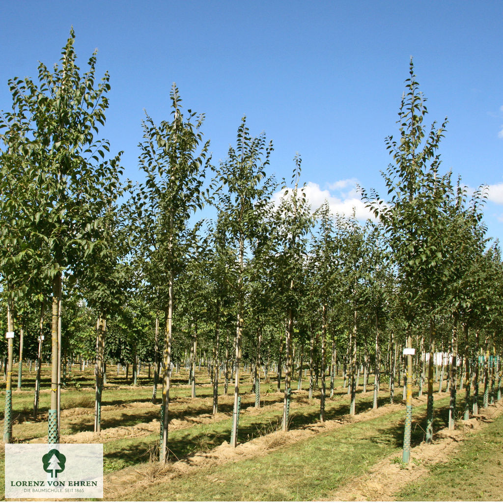 Celtis australis