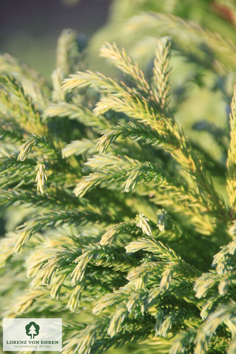 Cryptomeria japonica 'Globosa'