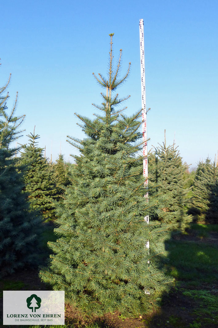 Abies koreana Sämling