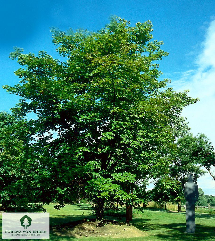 Acer neglectum 'Annae'