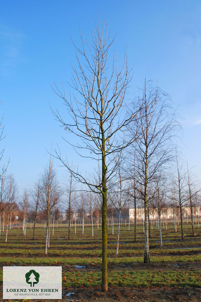 Fraxinus americana microcarpa