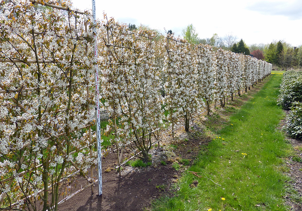 Amelanchier lamarckii_Spalier Große Spaliere von Felsenbirne