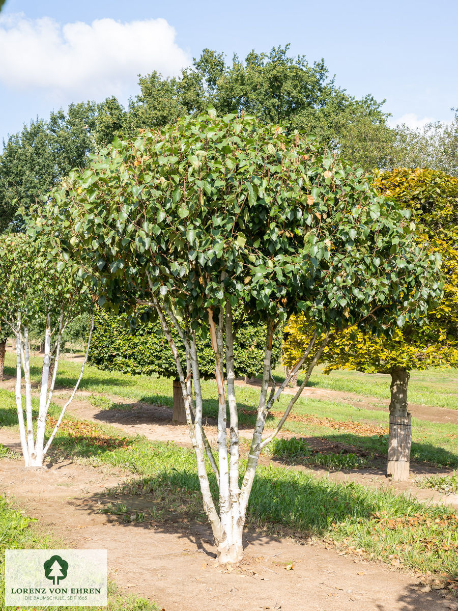 Betula jacquemontii