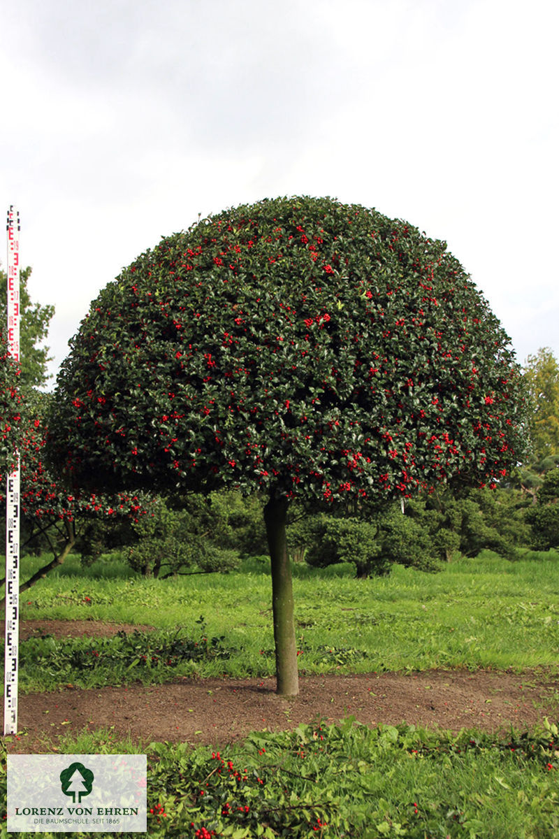 Ilex meserveae 'Blue Prince'