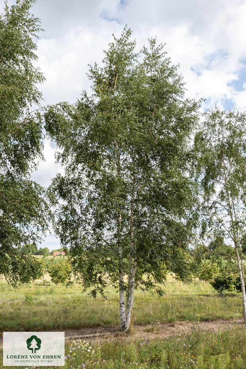 Betula pendula 'Darlecarlica'