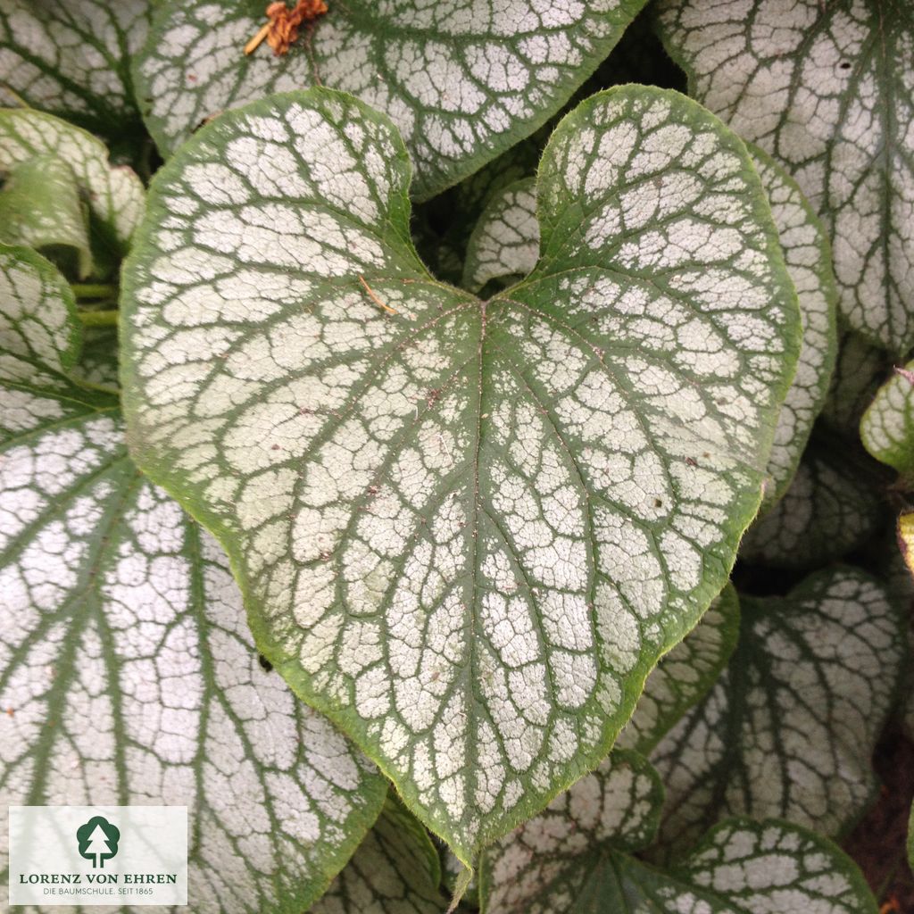 Brunnera macrophylla 'Jack Frost'