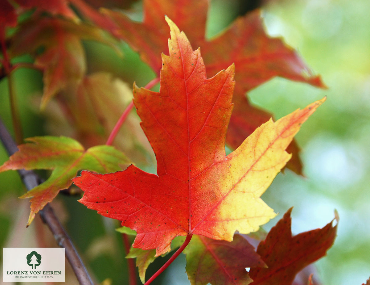 Acer freemanii 'Armstrong'