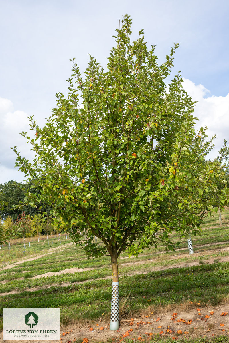 Malus domestica 'Weißer Klarapfel'