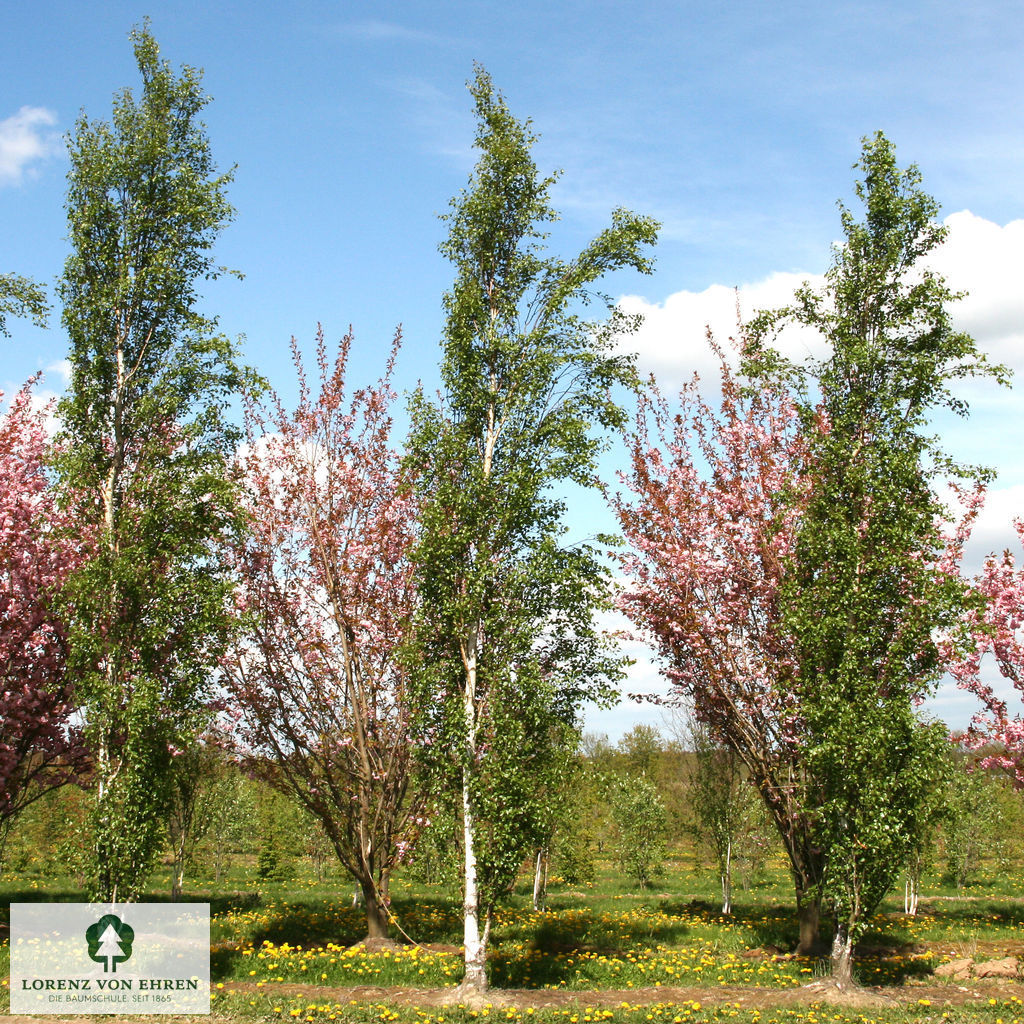 Betula pendula 'Fastigiata'