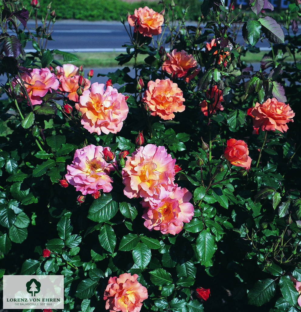 Rosa 'Westerland'