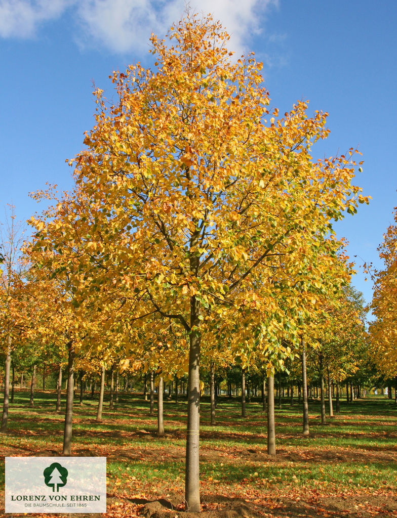 Tilia euchlora