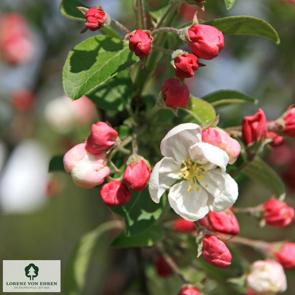 Malus evereste weiß rosa    Knospe  Knospe