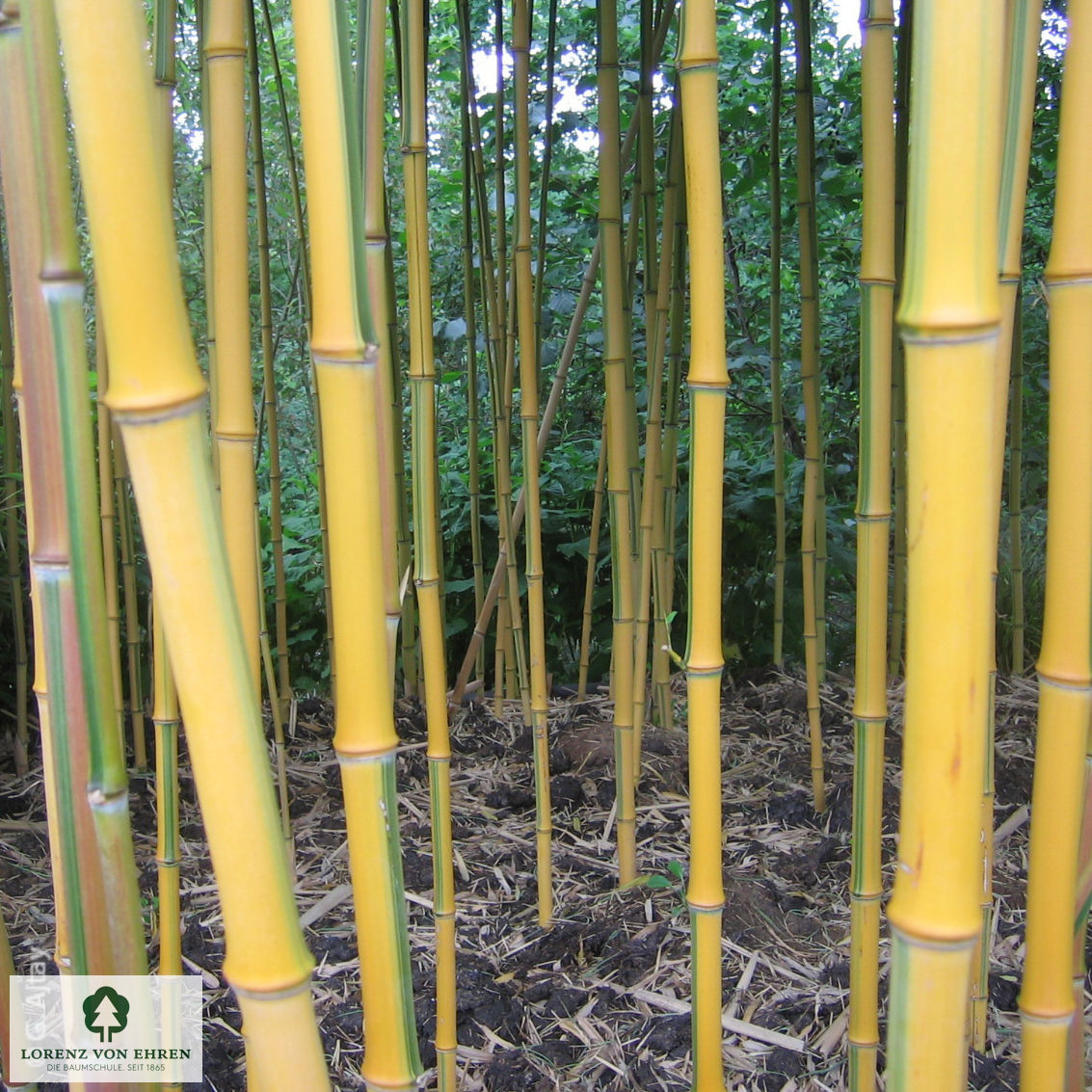 Phyllostachys aureosulcata 'Spectabilis'