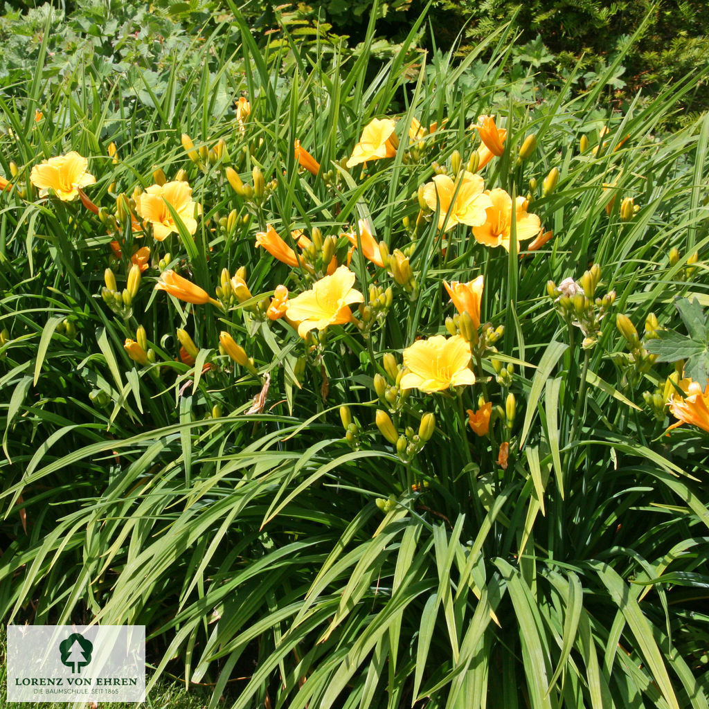 Hemerocallis 'Stella de Oro'