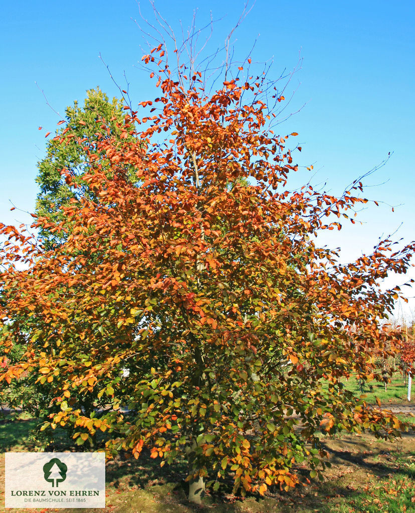 Fagus sylvatica 'Riversii'