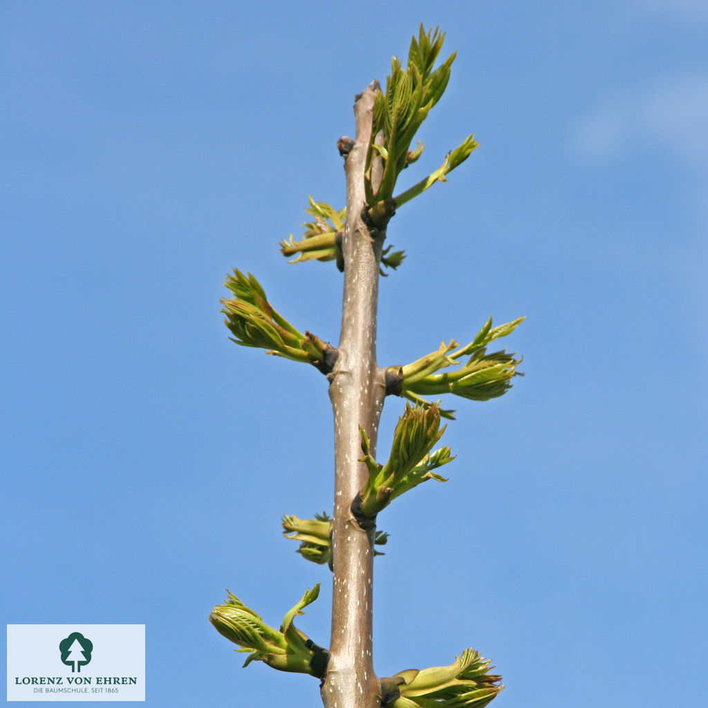 Fraxinus excelsior