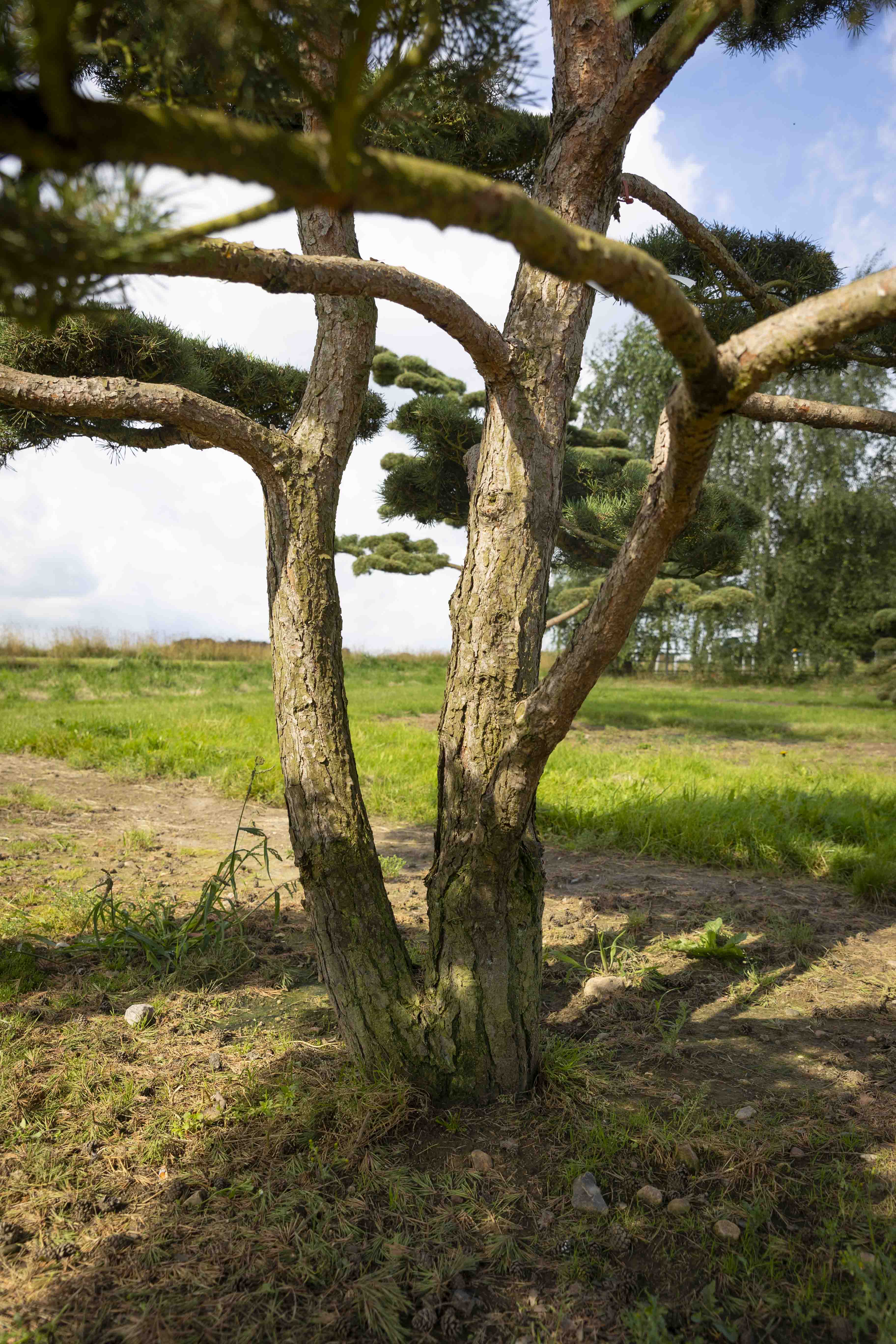 Pinus sylvestris 'Norske Typ' Unikat