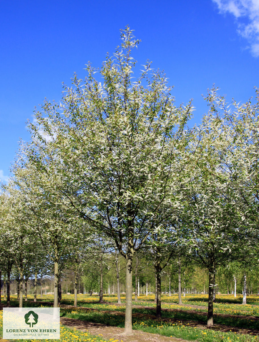 Prunus padus 'Watereri'