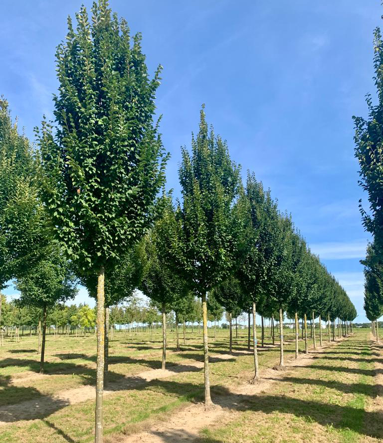 Viele junge Bäume mit langem Stamm