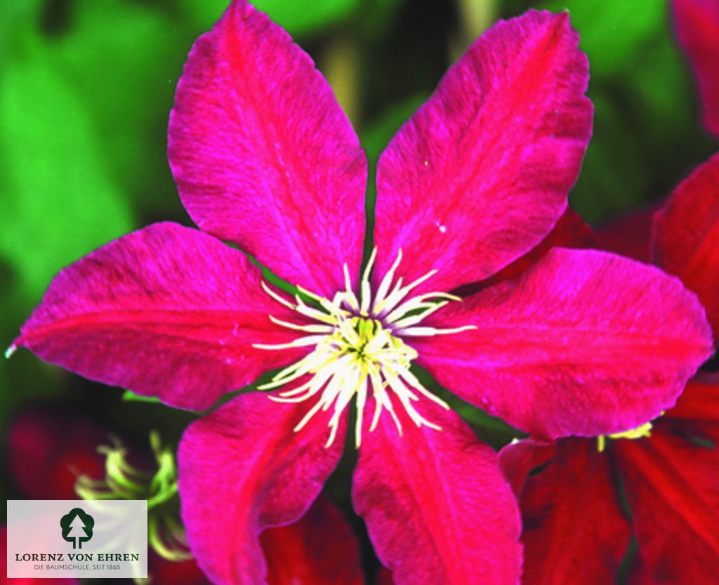 Clematis 'Niobe'