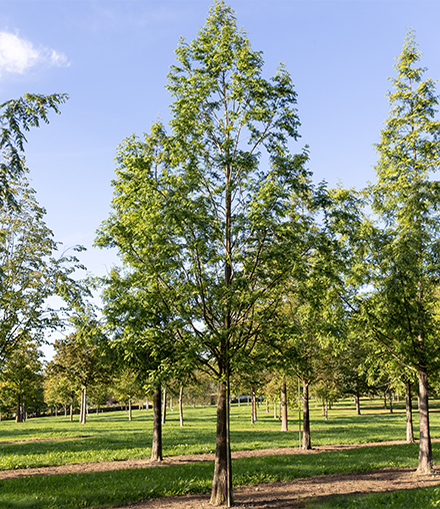 Metasequoia Sommer Quartiere LvE Blauer Himmel Sommer Baumschulfeld viele große Bäume