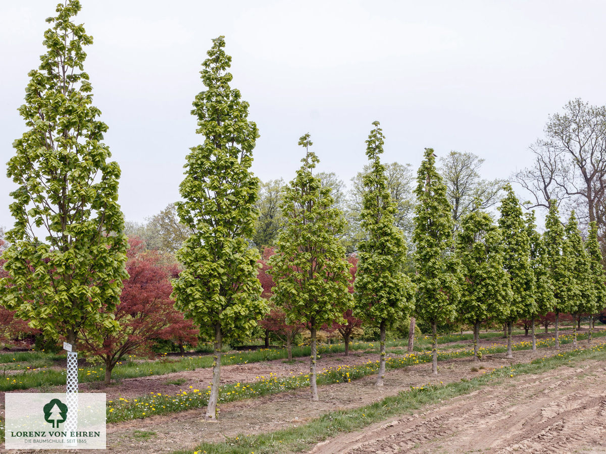 Tilia platyphyllos 'Örebro'