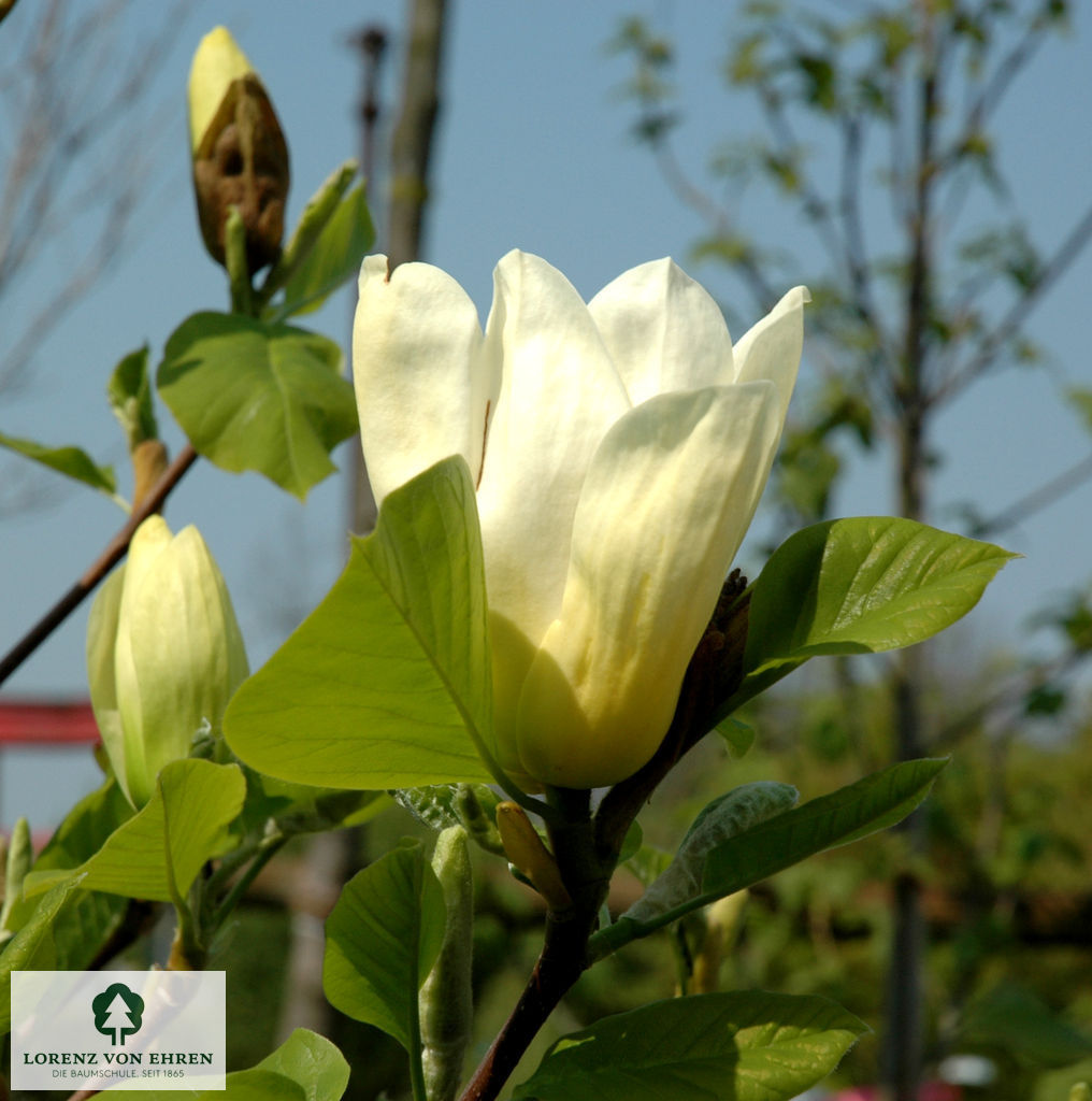 Magnolia denudata 'Yellow River'