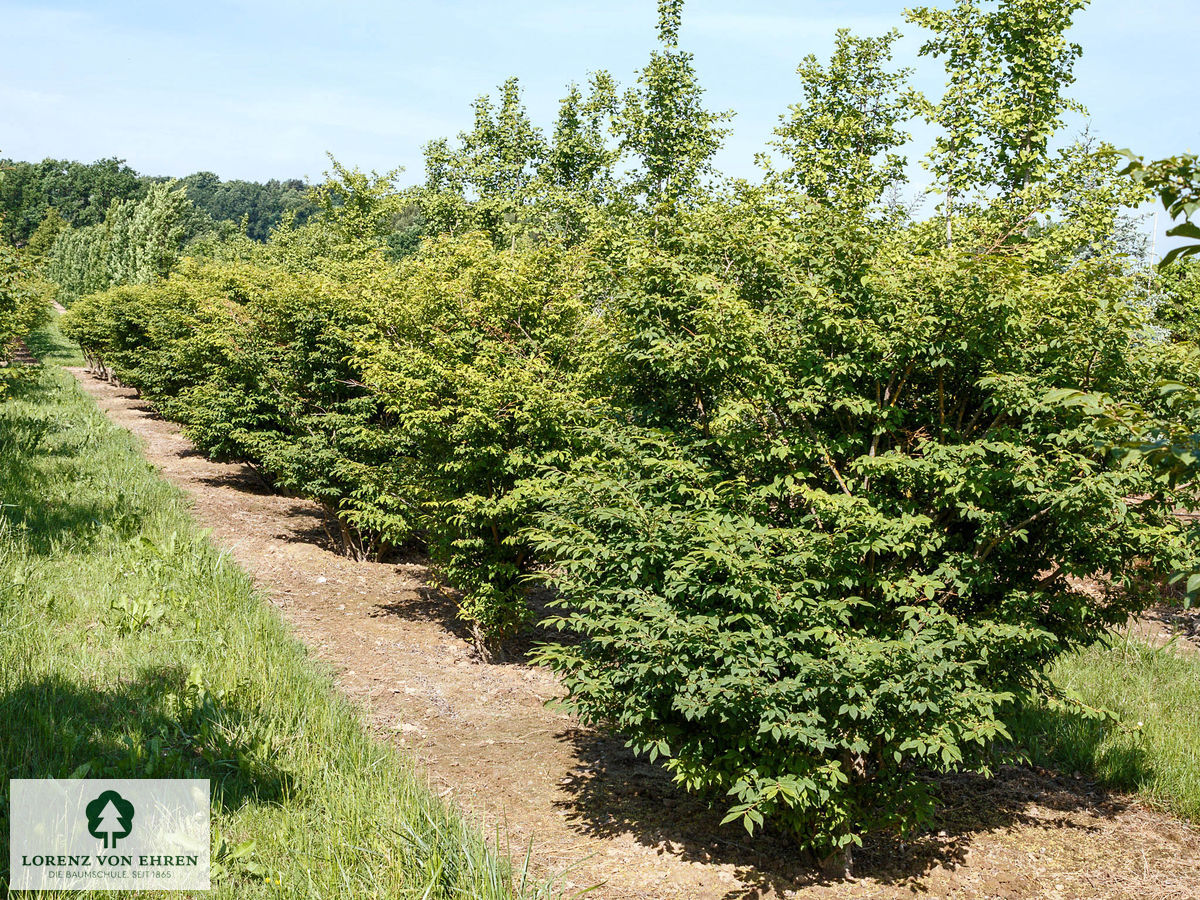 Euonymus alatus 'Compactus'