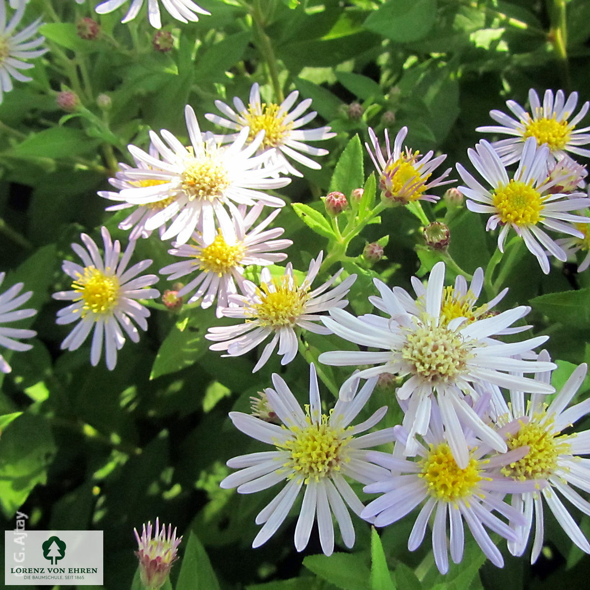 Aster ageratoides 'Ashvi'