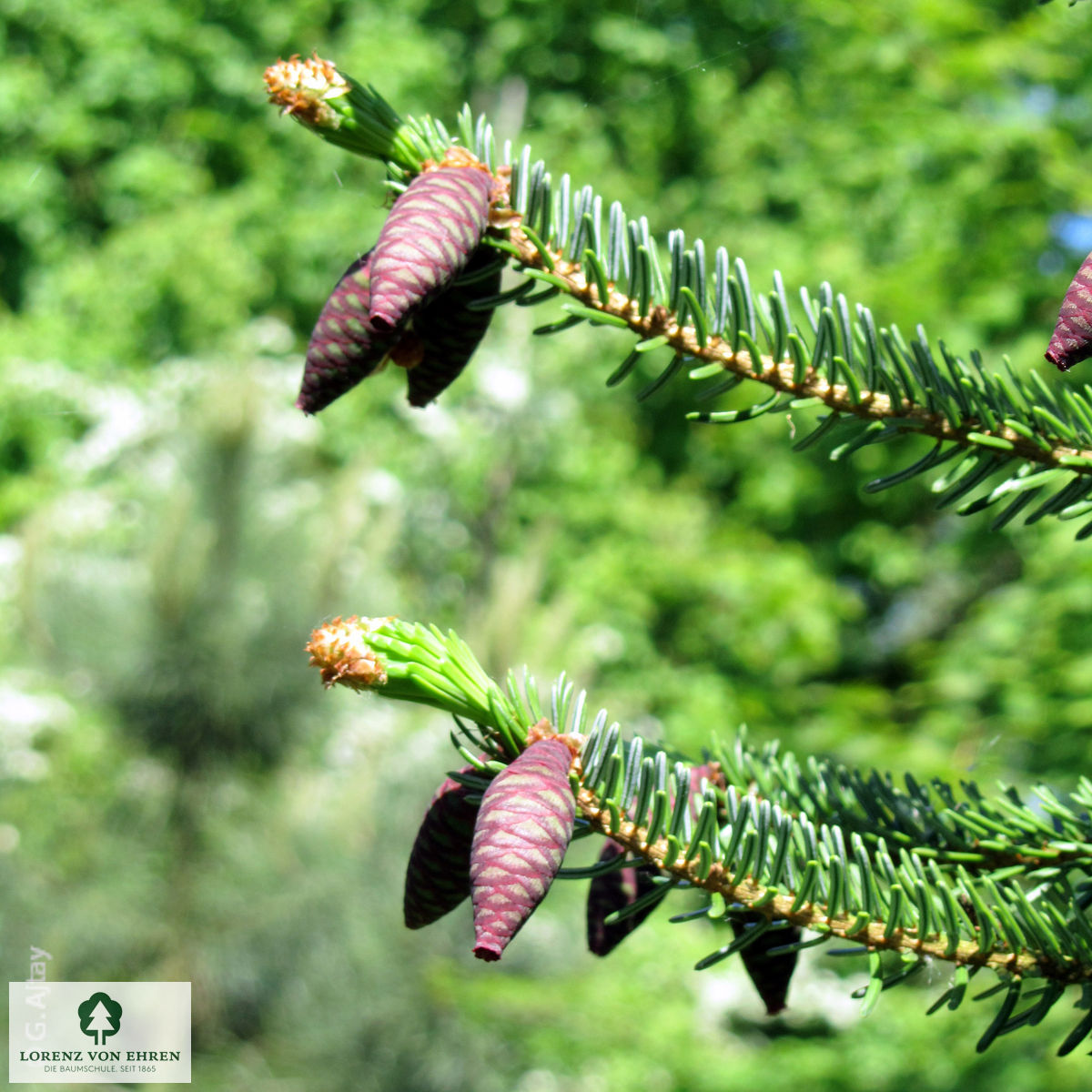 Picea omorika