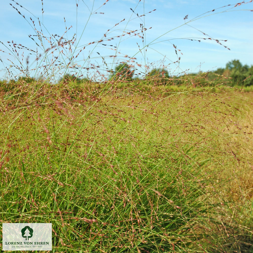 Panicum virgatum 'Rotstrahlbusch'