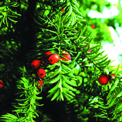 Taxus baccata (200) Unikat